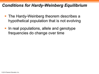 Conditions for Hardy-Weinberg Equilibrium 
 The Hardy-Weinberg theorem describes a 
hypothetical population that is not evolving 
 In real populations, allele and genotype 
frequencies do change over time 
© 2014 Pearson Education, Inc. 
 