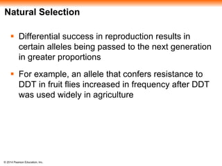 Natural Selection 
 Differential success in reproduction results in 
certain alleles being passed to the next generation 
in greater proportions 
 For example, an allele that confers resistance to 
DDT in fruit flies increased in frequency after DDT 
was used widely in agriculture 
© 2014 Pearson Education, Inc. 
 