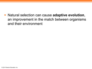  Natural selection can cause adaptive evolution, 
an improvement in the match between organisms 
and their environment 
© 2014 Pearson Education, Inc. 
 