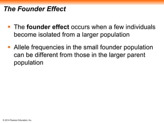 The Founder Effect 
 The founder effect occurs when a few individuals 
become isolated from a larger population 
 Allele frequencies in the small founder population 
can be different from those in the larger parent 
population 
© 2014 Pearson Education, Inc. 
 