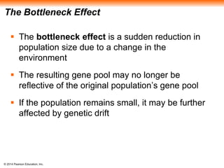 The Bottleneck Effect 
 The bottleneck effect is a sudden reduction in 
population size due to a change in the 
environment 
 The resulting gene pool may no longer be 
reflective of the original population’s gene pool 
 If the population remains small, it may be further 
affected by genetic drift 
© 2014 Pearson Education, Inc. 
 