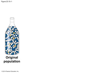 Figure 23.10–1 
Original 
population 
© 2014 Pearson Education, Inc. 
 
