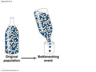 Figure 23.10–2 
Original 
population 
© 2014 Pearson Education, Inc. 
Bottlenecking 
event 
 