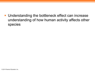  Understanding the bottleneck effect can increase 
understanding of how human activity affects other 
species 
© 2014 Pearson Education, Inc. 
 