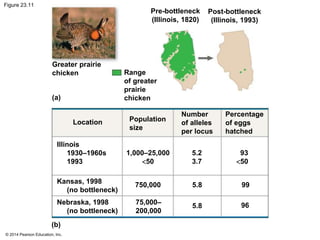 Figure 23.11 
Greater prairie 
chicken 
© 2014 Pearson Education, Inc. 
Pre-bottleneck 
(Illinois, 1820) 
Range 
of greater 
prairie 
chicken 
Post-bottleneck 
(Illinois, 1993) 
(a) 
Location Population 
size 
Number 
of alleles 
per locus 
Percentage 
of eggs 
hatched 
Illinois 
1930–1960s 
1993 
Kansas, 1998 
(no bottleneck) 
Nebraska, 1998 
(no bottleneck) 
1,000–25,000 
<50 
750,000 
75,000– 
200,000 
5.2 
3.7 
93 
<50 
5.8 
5.8 
99 
96 
(b) 
 
