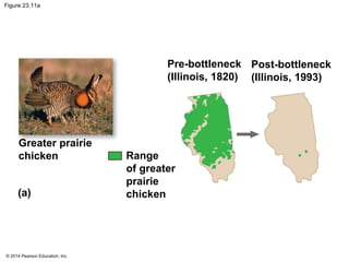 Figure 23.11a 
Greater prairie 
chicken 
© 2014 Pearson Education, Inc. 
Pre-bottleneck 
(Illinois, 1820) 
Range 
of greater 
prairie 
chicken 
Post-bottleneck 
(Illinois, 1993) 
(a) 
 