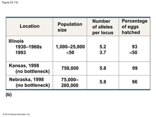 Figure 23.11b 
Location Population 
© 2014 Pearson Education, Inc. 
size 
Number 
of alleles 
per locus 
Percentage 
of eggs 
hatched 
Illinois 
1930–1960s 
1993 
Kansas, 1998 
(no bottleneck) 
Nebraska, 1998 
(no bottleneck) 
1,000–25,000 
<50 
750,000 
75,000– 
200,000 
5.2 
3.7 
93 
<50 
5.8 99 
5.8 
96 
(b) 
 