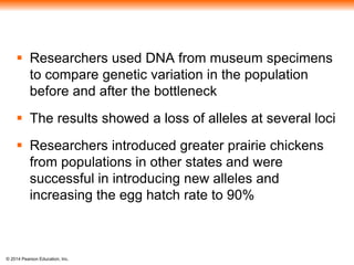  Researchers used DNA from museum specimens 
to compare genetic variation in the population 
before and after the bottleneck 
 The results showed a loss of alleles at several loci 
 Researchers introduced greater prairie chickens 
from populations in other states and were 
successful in introducing new alleles and 
increasing the egg hatch rate to 90% 
© 2014 Pearson Education, Inc. 
 