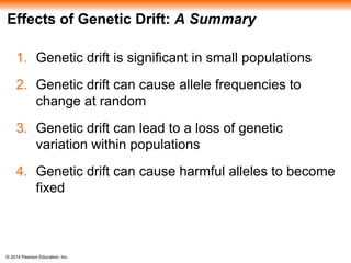 Effects of Genetic Drift: A Summary 
1. Genetic drift is significant in small populations 
2. Genetic drift can cause allele frequencies to 
change at random 
3. Genetic drift can lead to a loss of genetic 
variation within populations 
4. Genetic drift can cause harmful alleles to become 
fixed 
© 2014 Pearson Education, Inc. 
 