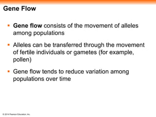 Gene Flow 
 Gene flow consists of the movement of alleles 
among populations 
 Alleles can be transferred through the movement 
of fertile individuals or gametes (for example, 
pollen) 
 Gene flow tends to reduce variation among 
populations over time 
© 2014 Pearson Education, Inc. 
 