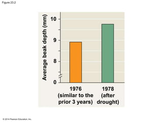 Figure 23.2 
© 2014 Pearson Education, Inc. 
10 
9 
8 
1976 
(similar to the 
prior 3 years) 
1978 
(after 
drought) 
0 
Average beak depth (mm) 
 