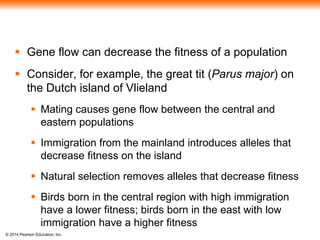  Gene flow can decrease the fitness of a population 
 Consider, for example, the great tit (Parus major) on 
the Dutch island of Vlieland 
 Mating causes gene flow between the central and 
eastern populations 
 Immigration from the mainland introduces alleles that 
decrease fitness on the island 
 Natural selection removes alleles that decrease fitness 
 Birds born in the central region with high immigration 
have a lower fitness; birds born in the east with low 
immigration have a higher fitness 
© 2014 Pearson Education, Inc. 
 