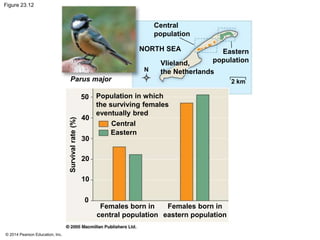 Figure 23.12 
© 2014 Pearson Education, Inc. 
Parus major 
Central 
population 
NORTH SEA Eastern 
Vlieland, population 
N the Netherlands 
2 km 
Population in which 
the surviving females 
eventually bred 
Central 
Eastern 
Survival rate (%) 
Females born in 
central population 
50 
40 
30 
20 
10 
0 
Females born in 
eastern population 
 