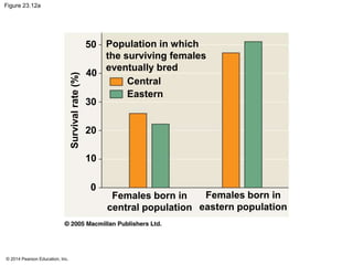 Figure 23.12a 
© 2014 Pearson Education, Inc. 
Population in which 
the surviving females 
eventually bred 
Central 
Eastern 
Survival rate (%) 
Females born in 
central population 
50 
40 
30 
20 
10 
0 
Females born in 
eastern population 
 