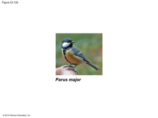 Figure 23.12b 
© 2014 Pearson Education, Inc. 
Parus major 
 