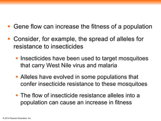  Gene flow can increase the fitness of a population 
 Consider, for example, the spread of alleles for 
resistance to insecticides 
 Insecticides have been used to target mosquitoes 
that carry West Nile virus and malaria 
 Alleles have evolved in some populations that 
confer insecticide resistance to these mosquitoes 
 The flow of insecticide resistance alleles into a 
population can cause an increase in fitness 
© 2014 Pearson Education, Inc. 
 