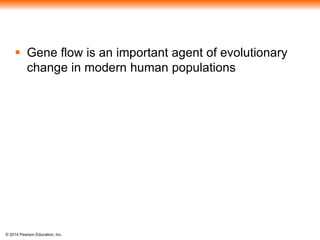  Gene flow is an important agent of evolutionary 
change in modern human populations 
© 2014 Pearson Education, Inc. 
 