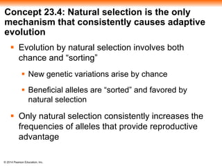 Concept 23.4: Natural selection is the only 
mechanism that consistently causes adaptive 
evolution 
 Evolution by natural selection involves both 
chance and “sorting” 
 New genetic variations arise by chance 
 Beneficial alleles are “sorted” and favored by 
natural selection 
 Only natural selection consistently increases the 
frequencies of alleles that provide reproductive 
advantage 
© 2014 Pearson Education, Inc. 
 