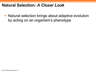 Natural Selection: A Closer Look 
 Natural selection brings about adaptive evolution 
by acting on an organism’s phenotype 
© 2014 Pearson Education, Inc. 
 