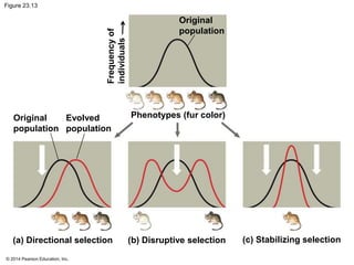 Figure 23.13 
(a) Directional selection (b) Disruptive selection (c) Stabilizing selection 
© 2014 Pearson Education, Inc. 
Original 
population 
Original 
population 
Evolved 
population 
Phenotypes (fur color) 
Frequency of 
individuals 
 