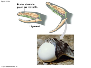 Figure 23.14 
Bones shown in 
green are movable. 
© 2014 Pearson Education, Inc. 
Ligament 
 