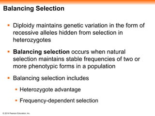 Balancing Selection 
 Diploidy maintains genetic variation in the form of 
recessive alleles hidden from selection in 
heterozygotes 
 Balancing selection occurs when natural 
selection maintains stable frequencies of two or 
more phenotypic forms in a population 
 Balancing selection includes 
 Heterozygote advantage 
 Frequency-dependent selection 
© 2014 Pearson Education, Inc. 
 
