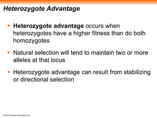 Heterozygote Advantage 
 Heterozygote advantage occurs when 
heterozygotes have a higher fitness than do both 
homozygotes 
 Natural selection will tend to maintain two or more 
alleles at that locus 
 Heterozygote advantage can result from stabilizing 
or directional selection 
© 2014 Pearson Education, Inc. 
 