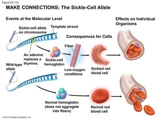 Figure 23.17a 
MAKE CONNECTIONS: The Sickle-Cell Allele 
Events at the Molecular Level 
Sickle-cell allele 
on chromosome 
© 2014 Pearson Education, Inc. 
Template strand 
Effects on Individual 
Organisms 
Consequences for Cells 
Fiber 
An adenine 
replaces a 
Wild-type thymine. 
allele 
Sickle-cell 
hemoglobin 
Low-oxygen 
conditions 
Sickled red 
blood cell 
Normal red 
blood cell 
Normal hemoglobin 
(does not aggregate 
into fibers) 
 