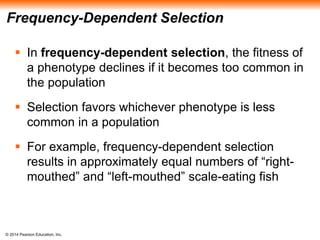 Frequency-Dependent Selection 
 In frequency-dependent selection, the fitness of 
a phenotype declines if it becomes too common in 
the population 
 Selection favors whichever phenotype is less 
common in a population 
 For example, frequency-dependent selection 
results in approximately equal numbers of “right-mouthed” 
© 2014 Pearson Education, Inc. 
and “left-mouthed” scale-eating fish 
 