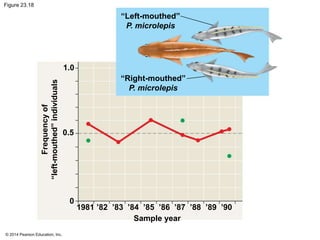 Figure 23.18 
© 2014 Pearson Education, Inc. 
“Left-mouthed” 
P. microlepis 
“Right-mouthed” 
P. microlepis 
Frequency of 
“left-mouthed” individuals 
Sample year 
1.0 
0.5 
0 
1981 ’82 ’83 ’84 ’85 ’86 ’87 ’88 ’89 ’90 
 