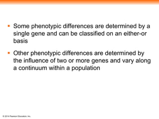  Some phenotypic differences are determined by a 
single gene and can be classified on an either-or 
basis 
 Other phenotypic differences are determined by 
the influence of two or more genes and vary along 
a continuum within a population 
© 2014 Pearson Education, Inc. 
 