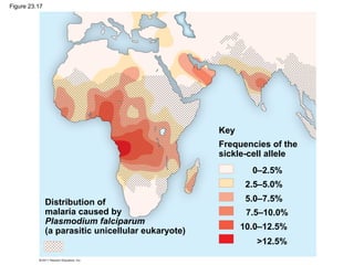 Figure 23.17
Distribution of
malaria caused by
Plasmodium falciparum
(a parasitic unicellular eukaryote)
Key
Frequencies of the
sickle-cell allele
0–2.5%
2.5–5.0%
5.0–7.5%
7.5–10.0%
10.0–12.5%
>12.5%
 