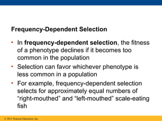 • In frequency-dependent selection, the fitness
of a phenotype declines if it becomes too
common in the population
• Selection can favor whichever phenotype is
less common in a population
• For example, frequency-dependent selection
selects for approximately equal numbers of
“right-mouthed” and “left-mouthed” scale-eating
fish
Frequency-Dependent Selection
© 2011 Pearson Education, Inc.
 