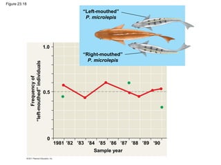 “Left-mouthed”
P. microlepis
“Right-mouthed”
P. microlepis
1.0
0.5
0
1981
Sample year
’82 ’83 ’84 ’85 ’86 ’87 ’88 ’89 ’90
Frequencyof
“left-mouthed”individuals
Figure 23.18
 