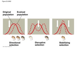 Figure 23.UN02
Original
population
Evolved
population
Directional
selection
Disruptive
selection
Stabilizing
selection
 