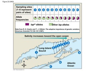 Figure 23.UN03
Sampling sites
(1–8 represent
pairs of sites)
Allele
frequencies
lap94
alleles Other lap alleles
Salinity increases toward the open ocean
Long Island
Sound
Atlantic
Ocean
Data from R. K. Koehn and T. J. Hilbish, The adaptive importance of genetic variation,
American Scientist 75:134–141 (1987).
1
2
2 3 4 5 6 7 8 9 10 11
1
2 3
4 5 6 7 8
9
10
11
 