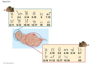Figure 23.4
1 2.4
8.11 9.12 10.16
3.14
13.17
5.18
19
6
XX
7.15
1 2.19
9.10 11.12 13.17
3.8
15.18
4.16 5.14
XX
6.7
 