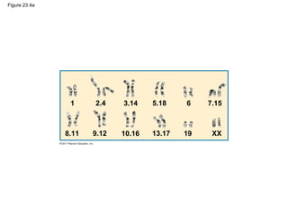 Figure 23.4a
1 2.4
8.11 9.12 10.16
3.14
13.17
5.18
19
6
XX
7.15
 