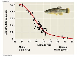 Figure 23.5
1.0
0.8
0.6
0.4
0.2
0
46 44 42 40 38 36 34 32
Maine
Cold (6°C)
Latitude (ºN)
Georgia
Warm (21ºC)
Ldh-Bb
allelefrequency
30
 
