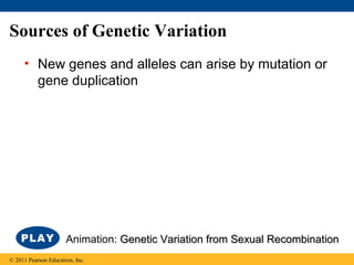 Sources of Genetic Variation
• New genes and alleles can arise by mutation or
gene duplication
© 2011 Pearson Education, Inc.
Animation: Genetic Variation from Sexual RecombinationGenetic Variation from Sexual Recombination
 