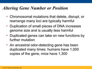 Altering Gene Number or Position
• Chromosomal mutations that delete, disrupt, or
rearrange many loci are typically harmful
• Duplication of small pieces of DNA increases
genome size and is usually less harmful
• Duplicated genes can take on new functions by
further mutation
• An ancestral odor-detecting gene has been
duplicated many times: humans have 1,000
copies of the gene, mice have 1,300
© 2011 Pearson Education, Inc.
 