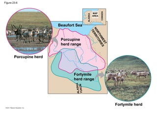 Figure 23.6
Porcupine herd
Beaufort Sea
Porcupine
herd range
Fortymile
herd range
Fortymile herd
NORTHW
EST
TERRITORIES
ALASKA
CANADA
MAP
AREA
ALASKA
YUKON
 