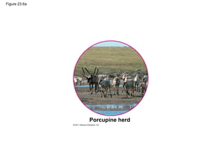 Figure 23.6a
Porcupine herd
 