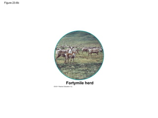 Figure 23.6b
Fortymile herd
 