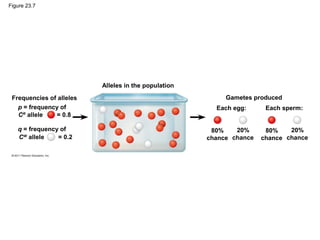 Figure 23.7
Alleles in the population
Gametes produced
Each egg: Each sperm:
80%
chance
20%
chance
80%
chance
20%
chance
Frequencies of alleles
p = frequency of
q = frequency of
CW
allele = 0.2
CR
allele = 0.8
 