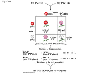 Figure 23.8
80% CR
(p = 0.8)
(80%) (20%)
Sperm
20% CW
(q = 0.2)
CR CW
(80%)
(20%)
CR
CW
Eggs
64% (p2
)
CR
CR
16% (pq)
CR
CW
16% (qp)
CR
CW
4% (q2
)
CW
CW
64% CR
CR
, 32% CR
CW
, and 4% CW
CW
Gametes of this generation:
64% CR
(from CR
CR
plants)
4% CW
(from CW
CW
plants)
16% CR
(from CR
CW
plants)
+
+
Genotypes in the next generation:
16% CW
(from CR
CW
plants)
=
=
80% CR
= 0.8 = p
20% CW
= 0.2 = q
64% CR
CR
, 32% CR
CW
, and 4% CW
CW
plants
 