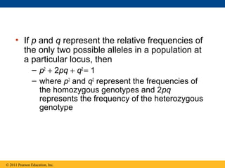 • If p and q represent the relative frequencies of
the only two possible alleles in a population at
a particular locus, then
– p2
+ 2pq + q2
= 1
– where p2
and q2
represent the frequencies of
the homozygous genotypes and 2pq
represents the frequency of the heterozygous
genotype
© 2011 Pearson Education, Inc.
 
