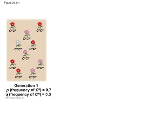 Figure 23.9-1
Generation 1
p (frequency of CR
) = 0.7
q (frequency of CW
) = 0.3
CR
CR CR
CR
CR
CW
CW
CW CR
CR
CR
CW
CR
CR
CR
CW
CR
CR
CR
CW
 