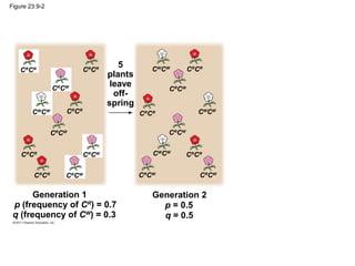 Figure 23.9-2
5
plants
leave
off-
spring
Generation 1
p (frequency of CR
) = 0.7
q (frequency of CW
) = 0.3
CR
CR CR
CR
CR
CW
CW
CW CR
CR
CR
CW
CR
CR
CR
CW
CR
CR
CR
CW
CR
CR
CW
CW
CR
CW
CR
CR CW
CW
CR
CW
CW
CW
CR
CR
CR
CW
CR
CW
Generation 2
p = 0.5
q = 0.5
 