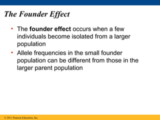 The Founder Effect
• The founder effect occurs when a few
individuals become isolated from a larger
population
• Allele frequencies in the small founder
population can be different from those in the
larger parent population
© 2011 Pearson Education, Inc.
 